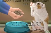 Food that Should Be Avoided For Dogs