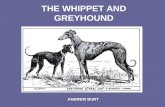 Whippet and greyhound (1)