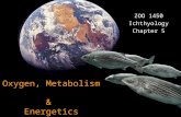 Oxygen, Metabolism, Gas Transport