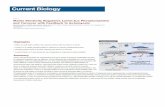 Report Matrix Elasticity Regulates Lamin-A,C Phosphorylation and ...