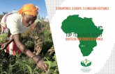 Top Ten Facts About Biotech/GM Crops in Africa 2014