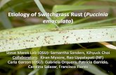Etiology of Switchgrass Rust (Puccinia emaculata)-Dr. Marek.pdf