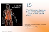The Nervous System: Sensory and Motor Tracts of the Spinal Cord
