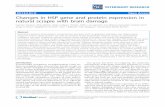 Changes in HSP gene and protein expression in natural scrapie ...