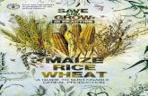 Save and Grow in practice: maize, rice, wheat