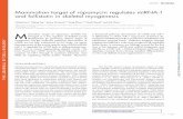 Mammalian target of rapamycin regulates miRNA-1 and follistatin in ...