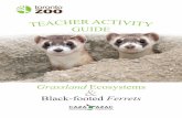Grassland Ecosystems Black- footed Ferrets -...Recovery