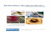 The San Diego Sea Urchin Project