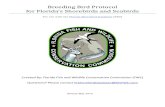 Breeding Bird Protocol for Florida's Shorebirds and Seabirds