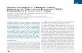 Super-Resolution Fluorescence Imaging of Telomeres Reveals ...