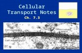 Cell Transport Powerpoint presentation