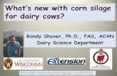 What's new with corn silage for dairy cows?