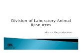 Division of Laboratory Animal Resources