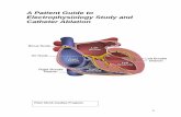 A Patient Guide to Electrophysiology Study and Catheter Ablation