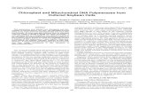 Chloroplast and MitochondrialDNA Polymerases from Cultured ...