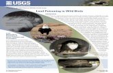Lead Poisoning in Wild Birds