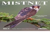 MISTNET April June 2014 Amur Falcon Special