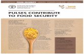 PULSES CONTRIBUTE TO FOOD SECURITY