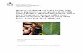 What is the view of the Black Coffee Twig Borer (Xylosandrus ...