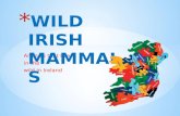 Wild irish mammals