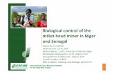Biological control of the millet head miner in Niger and Senegal