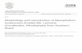 Morphology and reproduction of Mesophyllum erubescens (Foslie ...