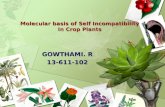 Molecular basis of Self Incompatibility In Crop Plants