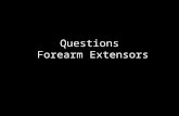 Exam Questions Forearm Extensors