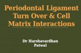 periodontal ligament turnover - Dr Harshavardhan Patwal