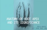 Anatomy of root apex and its significance new