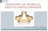 Anatomy of maxilla and its development