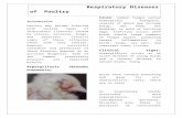 respiratory diseases of poltry