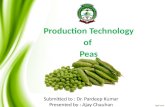 Peas by ajay
