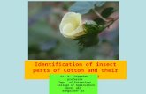 Insect pest of cotton 1