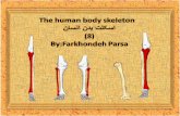 The human body skeleton- 8