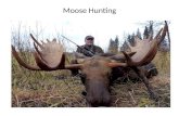 Moose Hunting, Moose Hunting Tips, Resort for Moose Hunting, Moose Hunting Resort, Adventure Resort in Ontario, Canada Adventure Resort, Best Moose Hunting Resort in America, America Resort for Moose Hunting