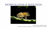 Morfologia das abelhas