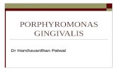 Porphyromonas gingivalis - Dr Harshavardhan Patwal