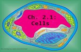 Ch. 2.1 Review: Macromolecules & cell theory