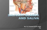 Salivary glands and saliva