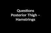 Questions: Posterior Thigh - Hamstrings
