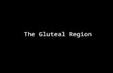 Slideshow: Gluteal Region