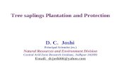 Tree sapling plantation and protection