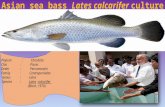 Asian sea bass culture