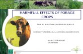 Harmful effects of forage crops