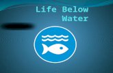 Life below water