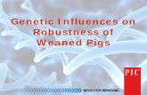 Dr. William Herring - Genetic Influences on Robustness of Weaned Pigs