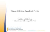 Stored raisin product pests