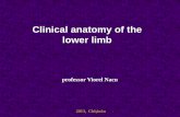 Clinical anatomy of the lower limb - USMF