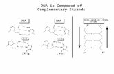 DNA is Composed of Complementary Strands
